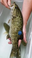 Smallmouth  Bass: Tagged fish!